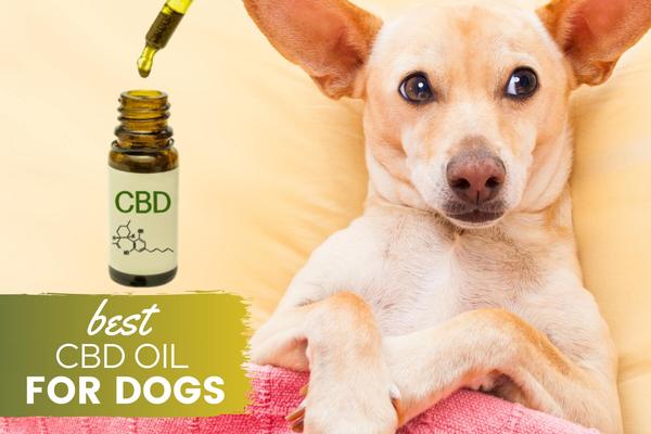 The Best CBD Oil For Dogs – Reduce Anxiety, Pain, Inflammation 