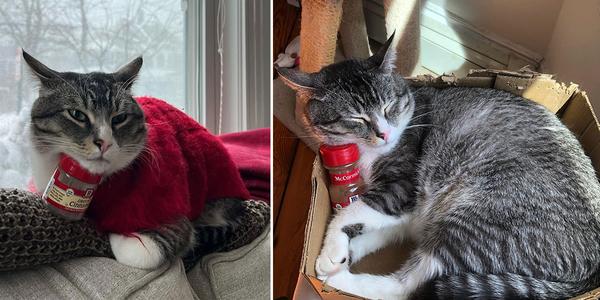 Winston Naughty Paws: The Story Of a Cat…and His Cinnamon Bottle