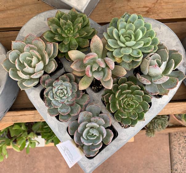 Trader Joe’s Has Succulent-Filled Heart Planters for Valentine’s Day