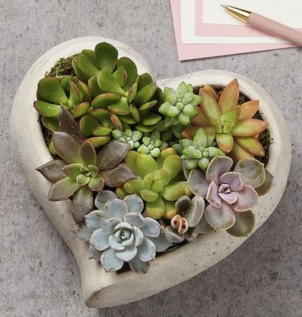 Trader Joe’s Has Succulent-Filled Heart Planters for Valentine’s Day 