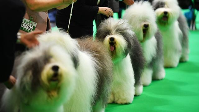 Crufts 2022 live stream: how to watch online and on TV, Best in Show, Flyball final