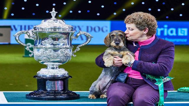 Crufts 2022 live stream: how to watch online and on TV, Best in Show, Flyball final 