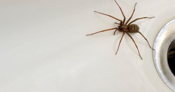 Expert advice on keeping spiders out of your house as autumn invasion begins