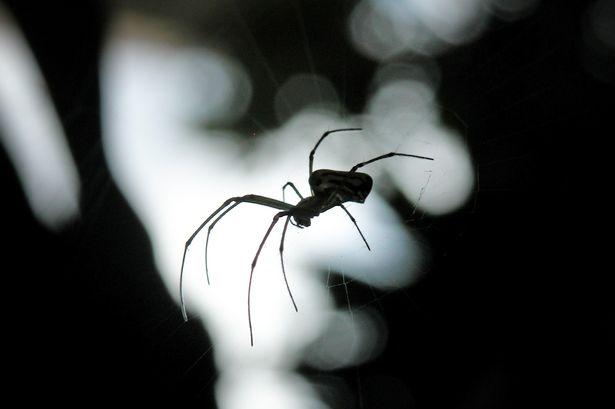 Expert advice on keeping spiders out of your house as autumn invasion begins 