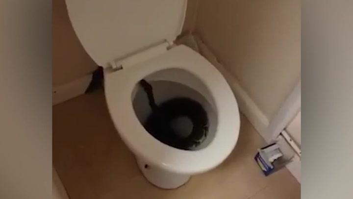 Snakes alive! Terror as Stourbridge woman finds 4ft python in her toilet 