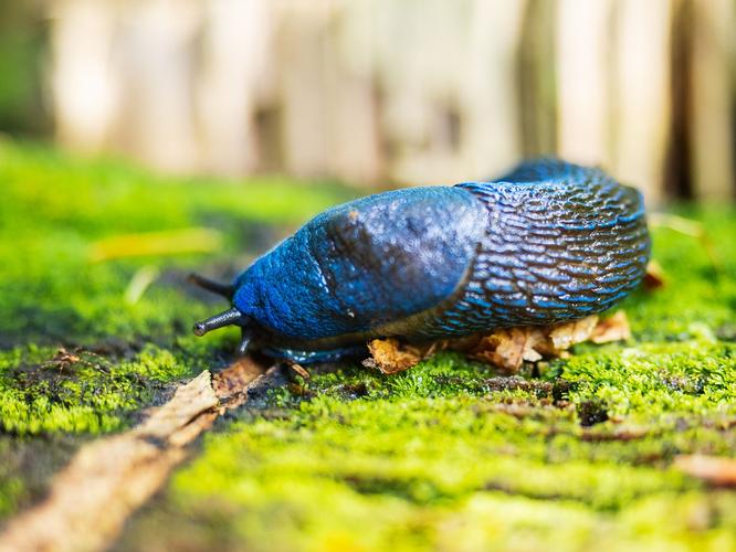 Slugs in the house: How to stop slugs and snails getting in