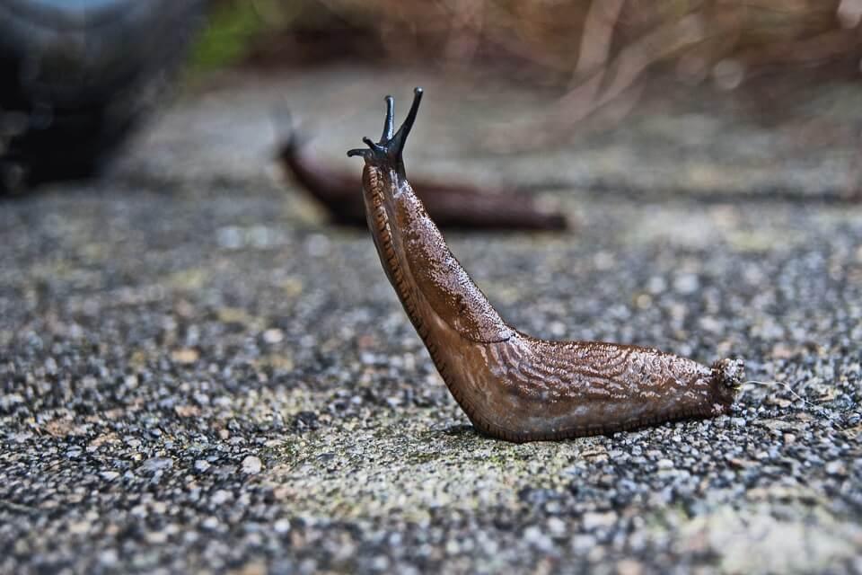 Slugs in the house: How to stop slugs and snails getting in 