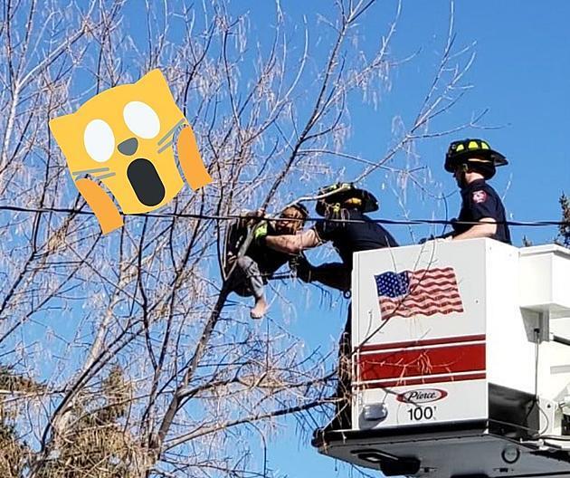 The Twin Falls Fire Department Rescued A Child That Was Stuck In A Tree