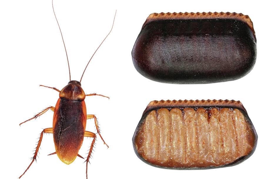 Here’s What Cockroach Eggs Look Like—And How to Get Rid of Them for Good