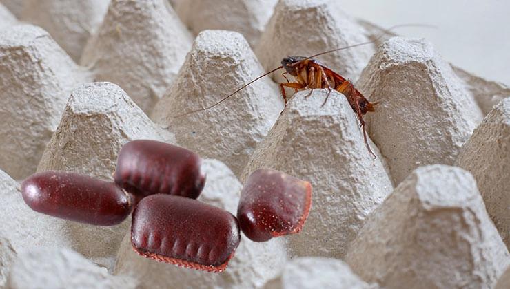 Here’s What Cockroach Eggs Look Like—And How to Get Rid of Them for Good 