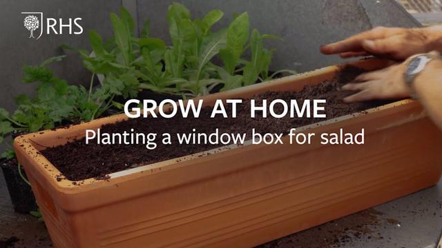 How to grow salad leaves on a window ledge 