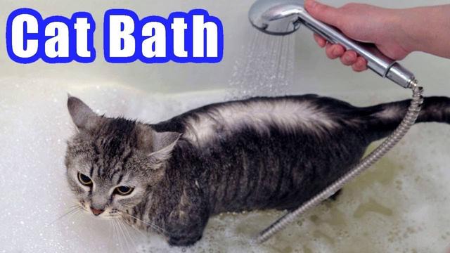 How to Bathe a Cat Without Getting Scratched