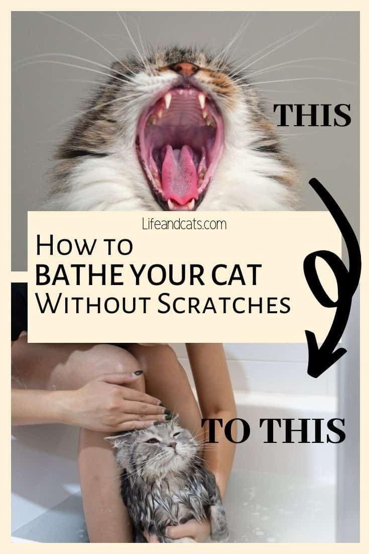How to Bathe a Cat Without Getting Scratched 
