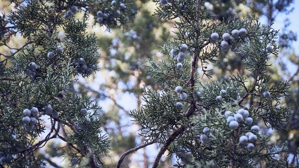 How gin uses the unique flavor of juniper berries to set itself apart from other spirits 