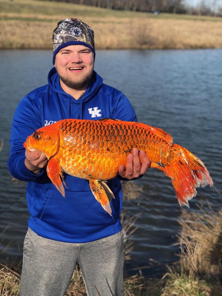 Giant, un-flushable goldfish posing a major problem in Minnesota