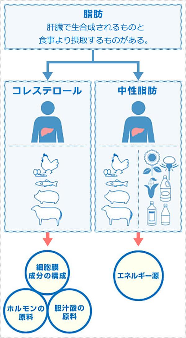 コレステロールと中性脂肪の違いって何？