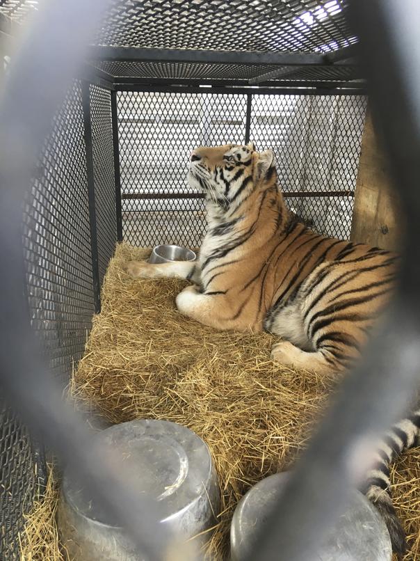 These 3 Houston-Area Tigers Have Found a Home in East Texas 