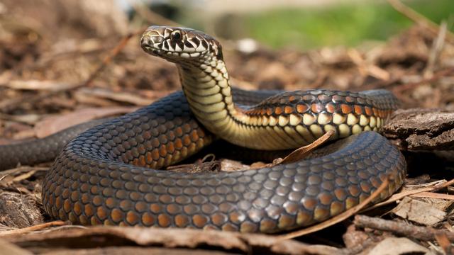 Snakes in the house: How they get in, how to get them out and what to do if you get bitten