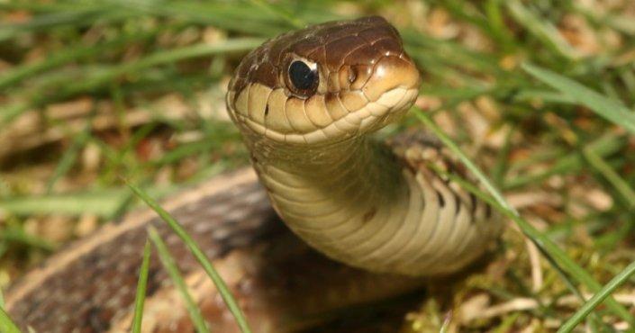 Snakes in the house: How they get in, how to get them out and what to do if you get bitten 