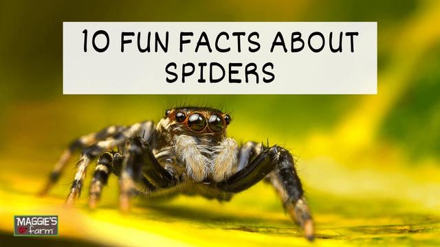 Spiders: Fiction Vs. Fact 