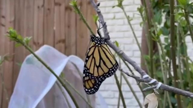 Raising Monarchs: Sarah Acosta shares her personal experience 