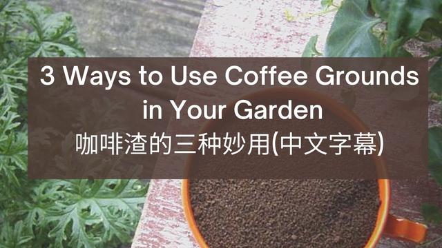 5 ways to use coffee grounds in the garden