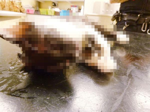 Cruel woman stuffed 'naughty' kitten in washing machine and put it on full cycle