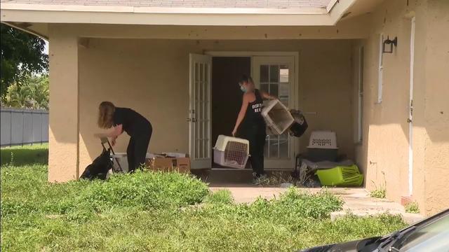 Animal advocates need volunteers to adopt dozens of cats found crowded in Broward 