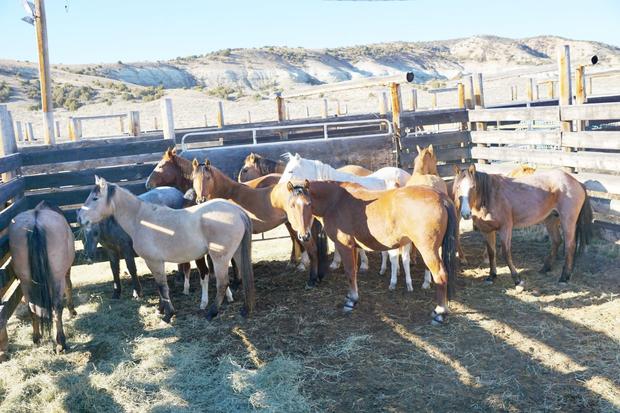 Where did the wild horses removed from Sand Wash Basin go? A Colorado state prison.