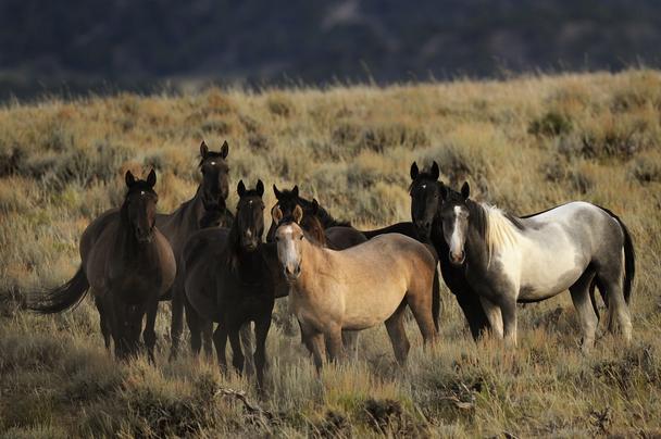 Where did the wild horses removed from Sand Wash Basin go? A Colorado state prison. 