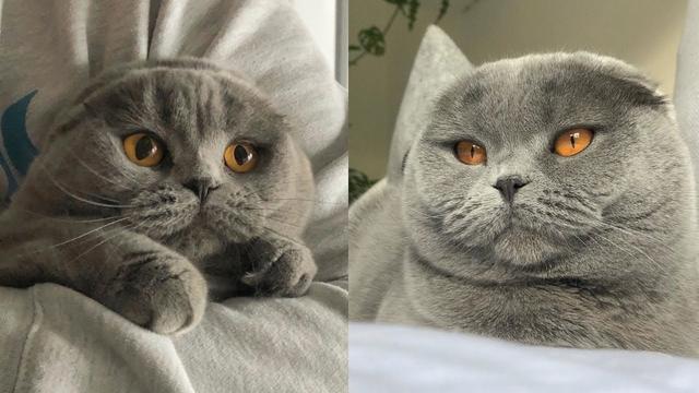 Scottish Fold Kitten Health Problems - Some Things You Should Know