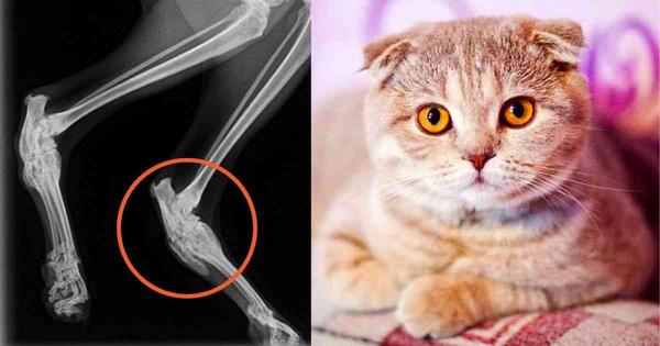 Scottish Fold Kitten Health Problems - Some Things You Should Know 