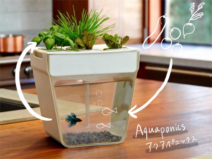 Is it embarrassing to ask how to start now?The beginning of Aqua Ponix, a circulating agriculture that can grow vegetables and fish at the dining table.