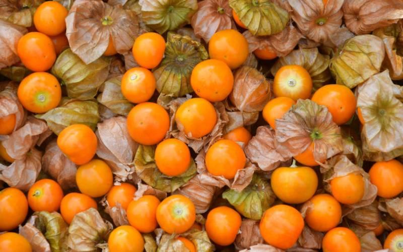 Cape gooseberry: An ideal fruit for diversification Stay Ahead!