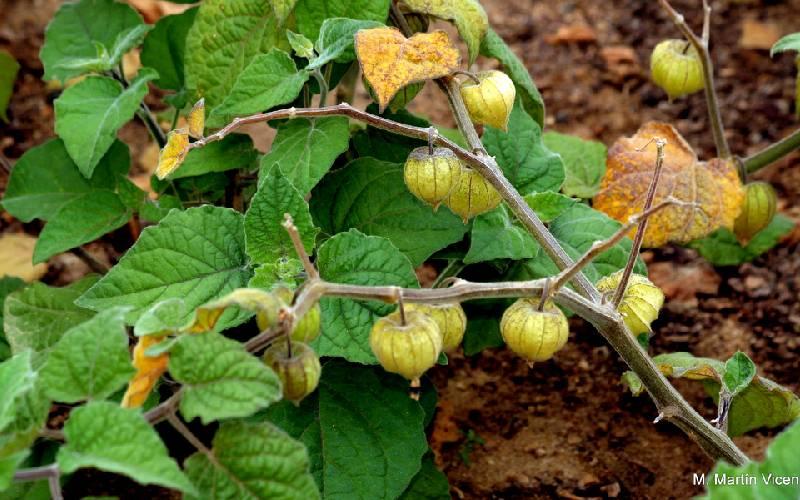 Cape gooseberry: An ideal fruit for diversification Stay Ahead! 