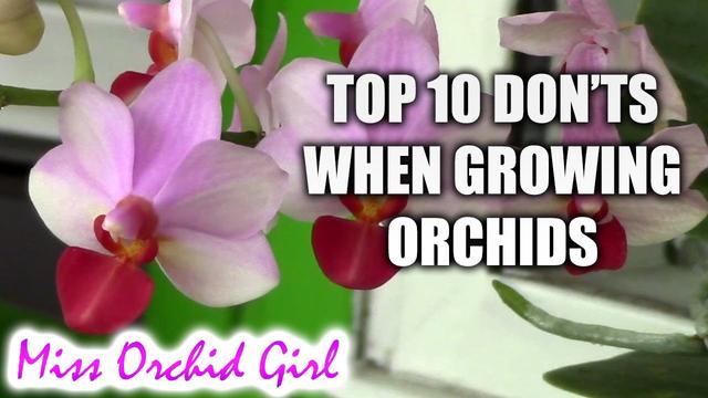 How to care for an orchid and make it thrive all year long 