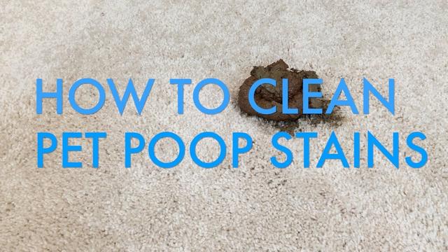 How to remove pet poop from the carpet