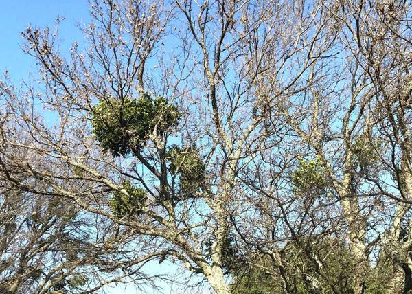 Ball moss, lichen and mistletoe: Which ones will damage your trees in Texas and which are safe 