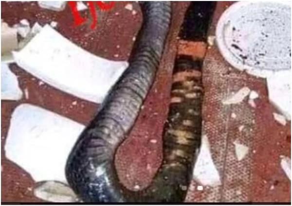 Photo: Yenegoa Man Escapes Death After Discovering Huge Snake In His Toilet