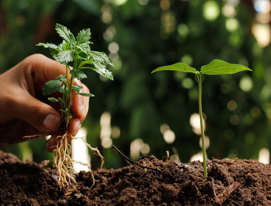 Communicate the stress received on the ground underground.What is the communication method for plants?