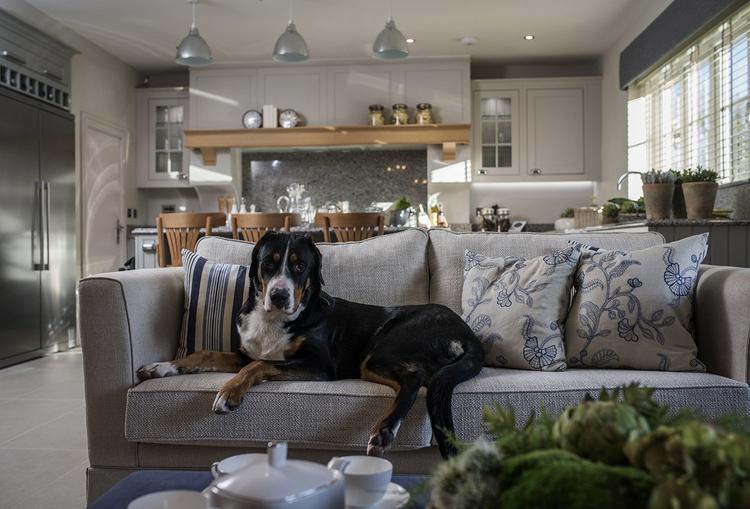 Top Tips for Making Your Home Renovation Pet-Friendly