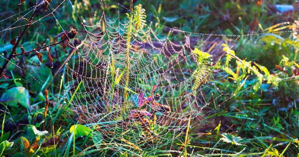 虫たちはどこへ消えたのか？：生物多様性の父E. O. ウィルソンとハーフアース（地球の半分）