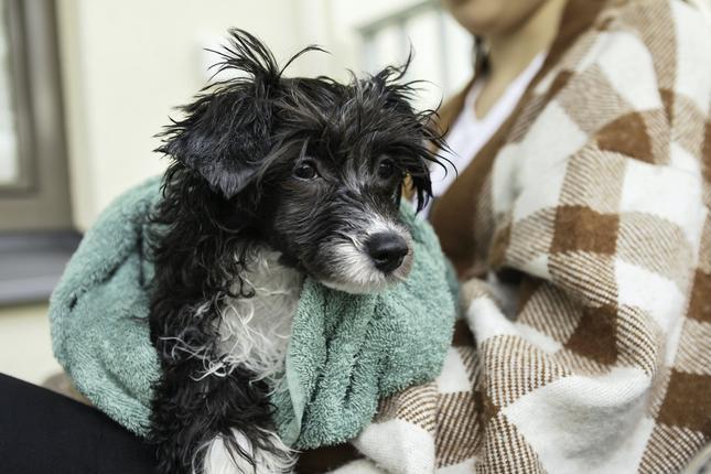 Decluttering? Save these 3 things for animal shelters, urge charities
