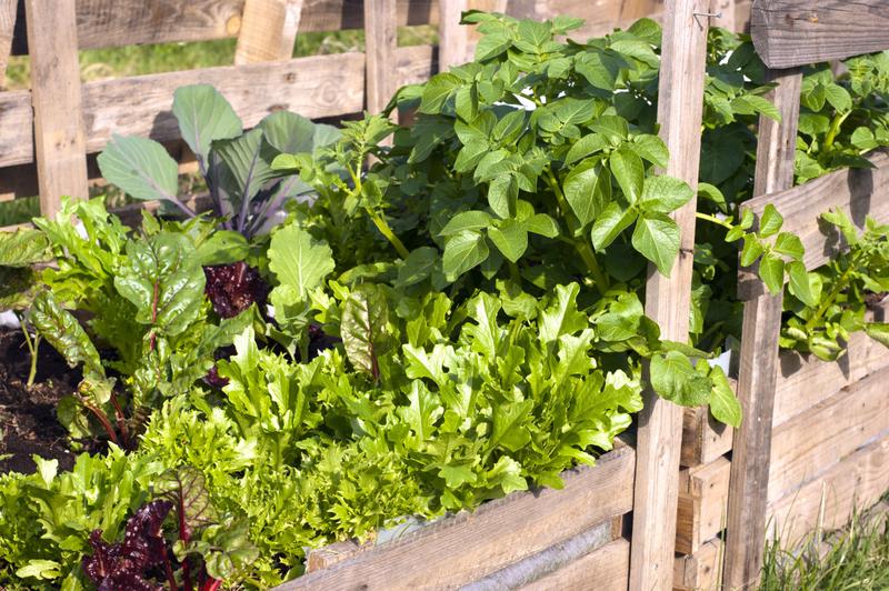 Raised bed gardening: OSU Extension Service offers advice on building and materials