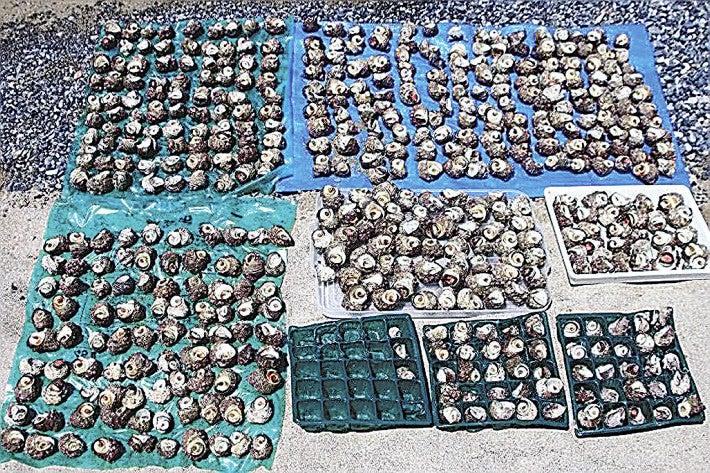 Sazae, octopus ... If you avoid "dense", you will be clamming in Okinawa where you have increased in poaching.