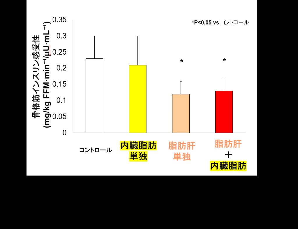 非肥満者では内臓脂肪の蓄積よりも脂肪肝が筋肉の代謝障害と強く関連する