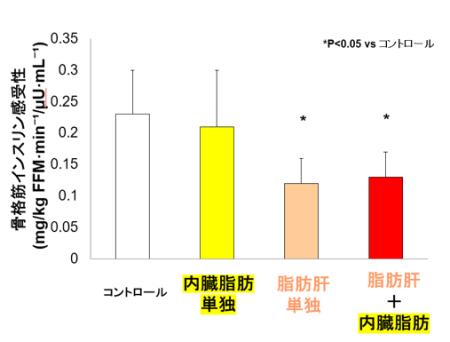 非肥満者では内臓脂肪の蓄積よりも脂肪肝が筋肉の代謝障害と強く関連する 