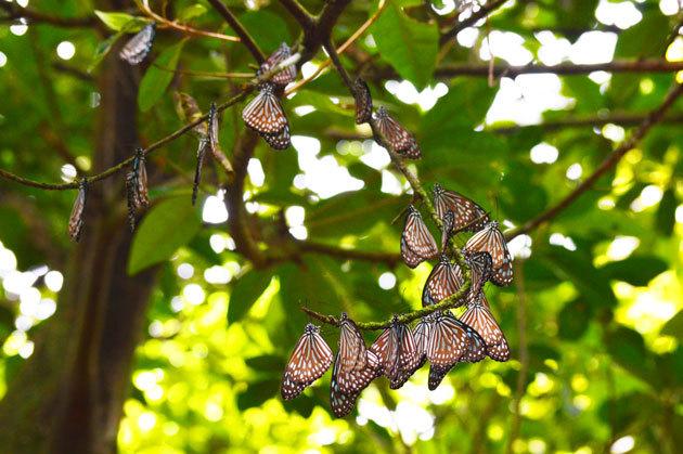 Surprisingly, Ryukyu Chestnut Tiger butterflies gather together on branches where they live... Zamami Village/Aka Island