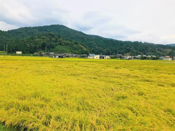 "Mizunosato Okubiwa Lake Marche" starts with Yahoo shopping!!We will deliver delicious fish and rice in Shiga prefecture!!