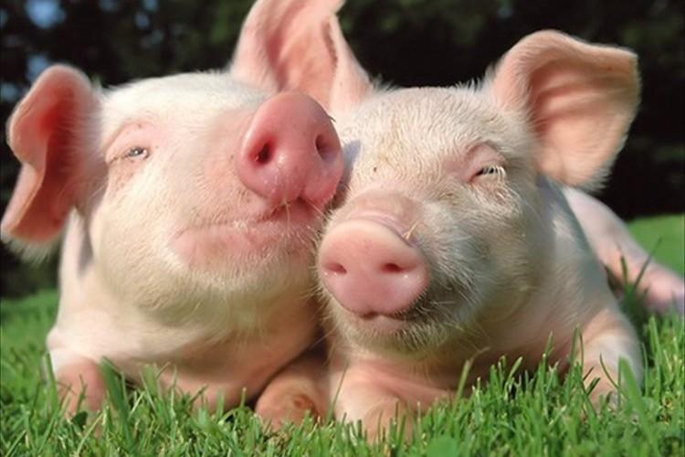 The body fat percentage of pig is the same as a human model!Actually, it was a macho instead of fat/daily trivia